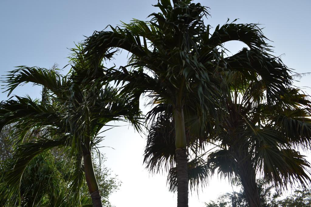 Palm Trees Apartments Willemstad Esterno foto
